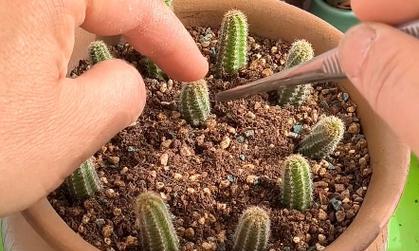 多肉仙人指快速爆盆方法
