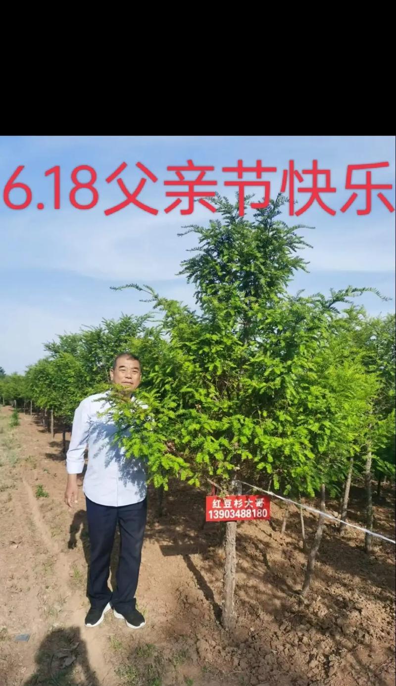 红豆杉可以嫁接吗？——探究红豆杉的嫁接技术