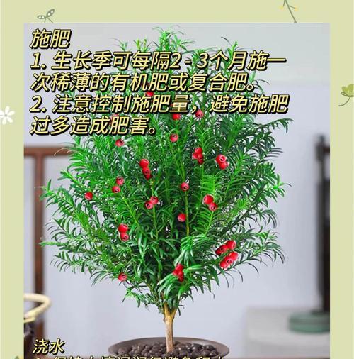 红豆杉可以嫁接吗？——探究红豆杉的嫁接技术