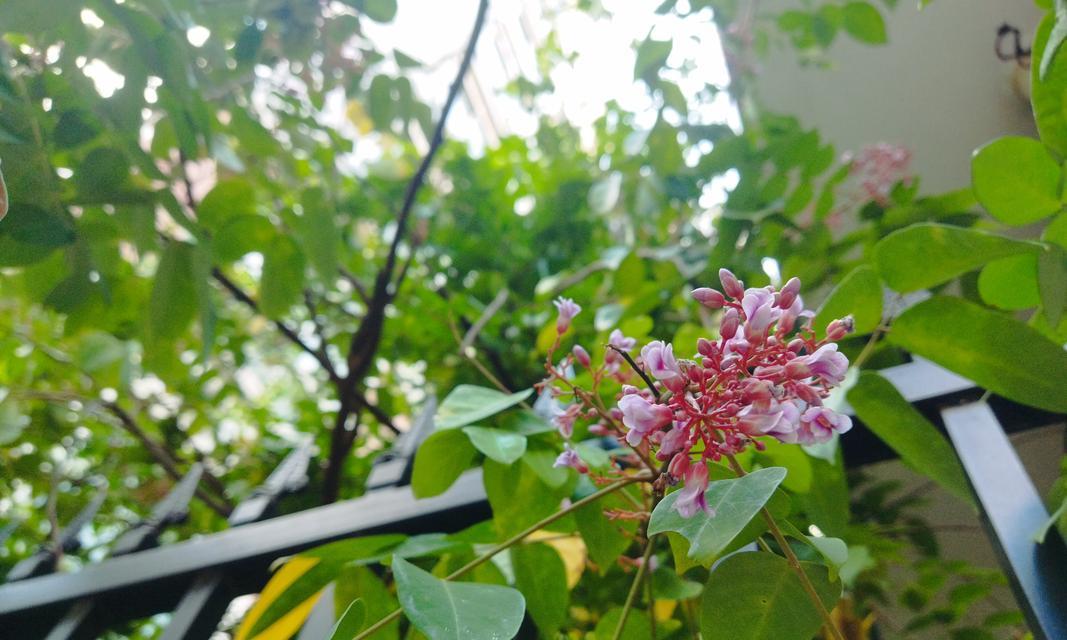 杨桃树的生长与开花结果（探秘杨桃树的生长特点和开花结果时间）
