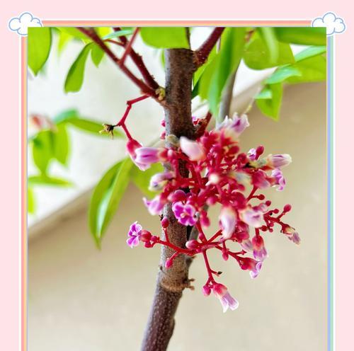 杨桃树的生长与开花结果（探秘杨桃树的生长特点和开花结果时间）