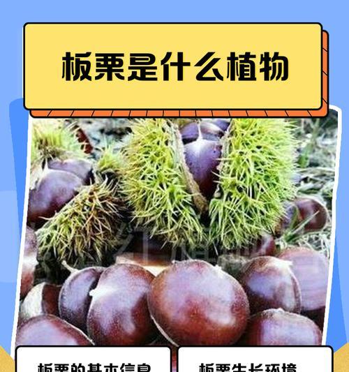 板栗是一种碳水化合物吗？（深入探究板栗的营养成分）