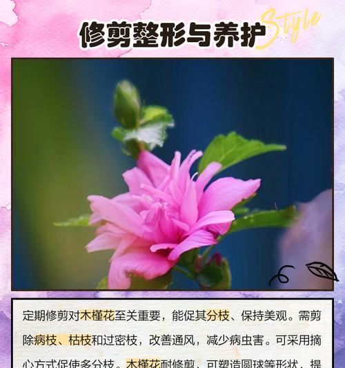 木槿花开花周期详解（探秘木槿花开花规律，了解木槿花开花的窍门）
