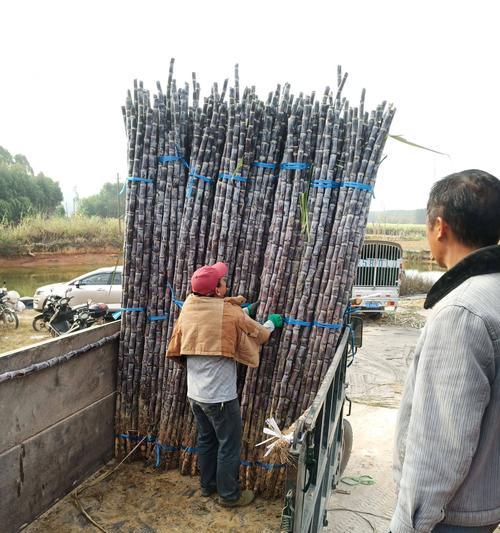 寻访广西甘蔗之乡（探寻甘蔗产地、品尝鲜美口感、体验当地文化）