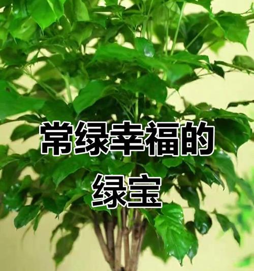 绿宝生长需要的水分管理技巧（春夏秋冬，浇水需要有技巧）