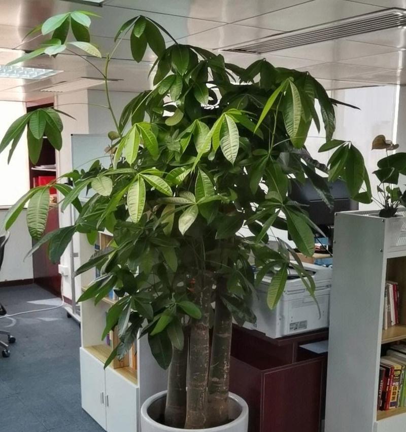 楼梯风水应该放什么植物？（用什么植物来装饰楼梯才能增加财富和吉祥？）