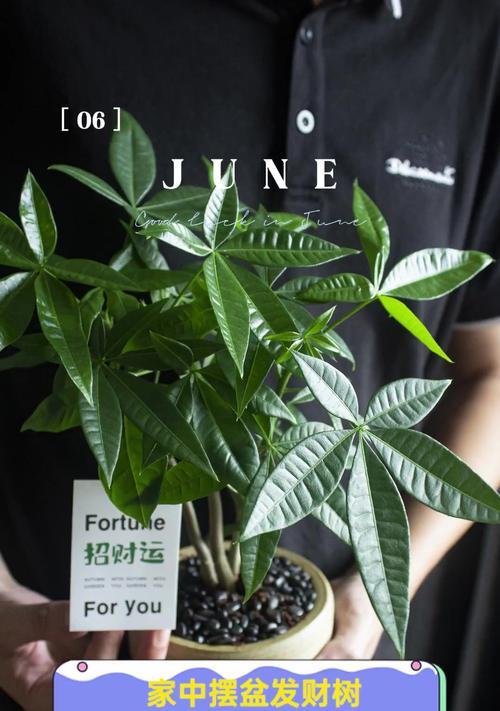 种小发财树，用大盆还是小盆？（如何选择大小适宜的盆？——盆栽小发财树的技巧和注意事项）