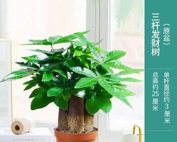 种小发财树，用大盆还是小盆？（如何选择大小适宜的盆？——盆栽小发财树的技巧和注意事项）