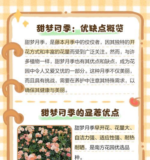 梦幻褶边月季的优缺点分析（探究梦幻褶边月季的特点与局限，为您选花提供建议）