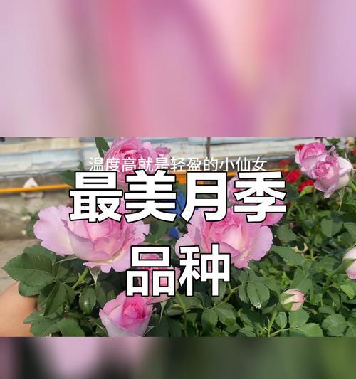 梦幻褶边月季的优缺点分析（探究梦幻褶边月季的特点与局限，为您选花提供建议）