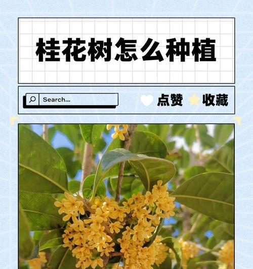 如何正确浇水养护桂花树（浇水方法、养护技巧与注意事项）