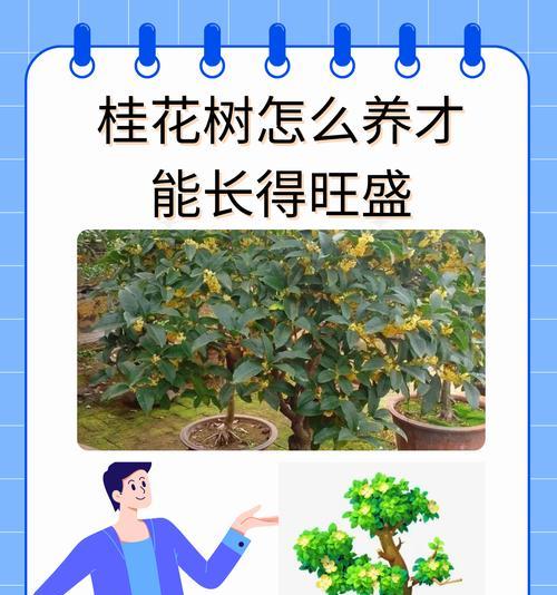 如何正确浇水养护桂花树（浇水方法、养护技巧与注意事项）