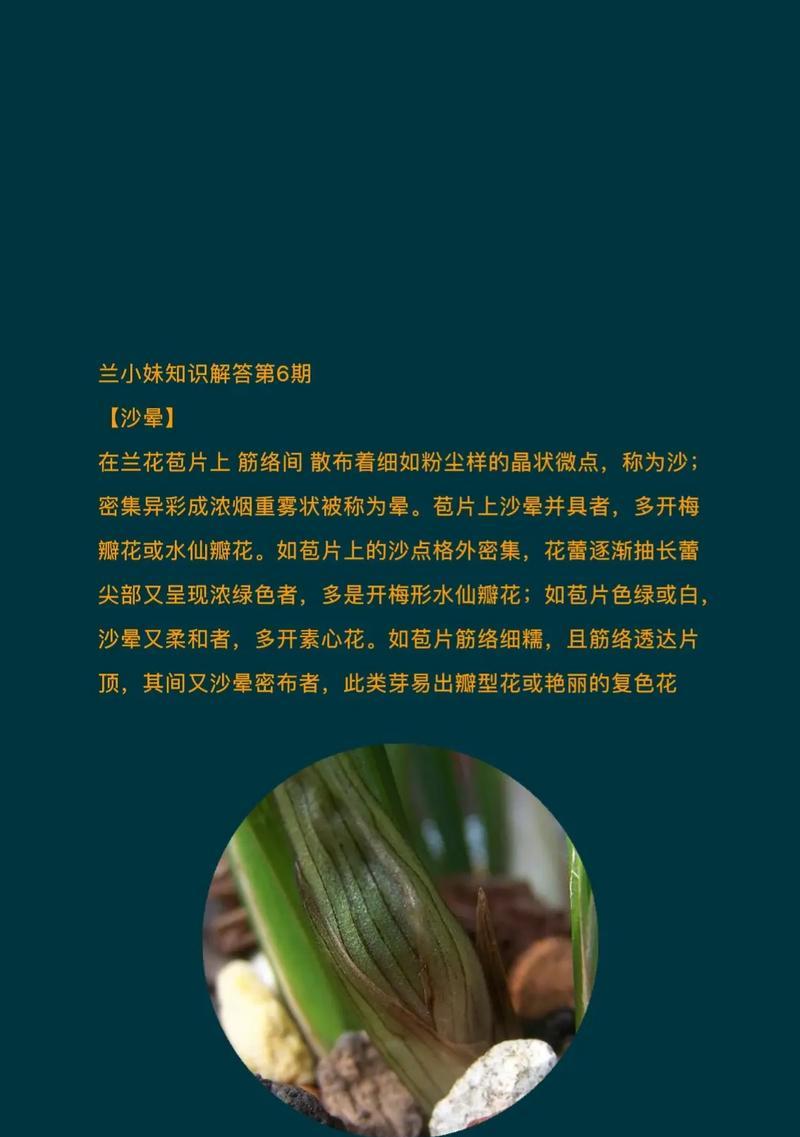 兰花种植，沙子也可以！（在家也可以种出美丽的兰花园，快来尝试吧！）
