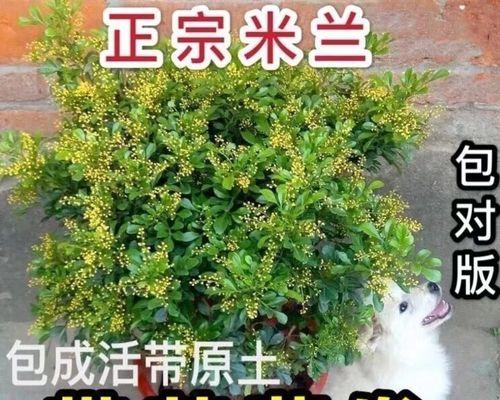九里香开花季节及开花频率剖析（探寻九里香花的生长特点和美丽之处）