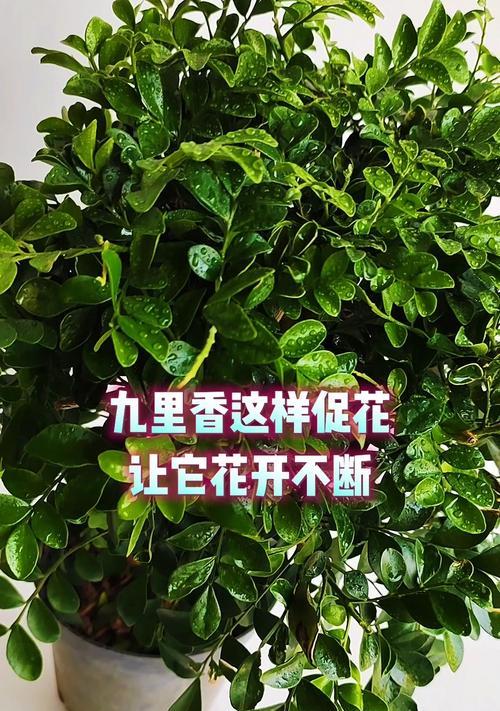 九里香开花季节及开花频率剖析（探寻九里香花的生长特点和美丽之处）