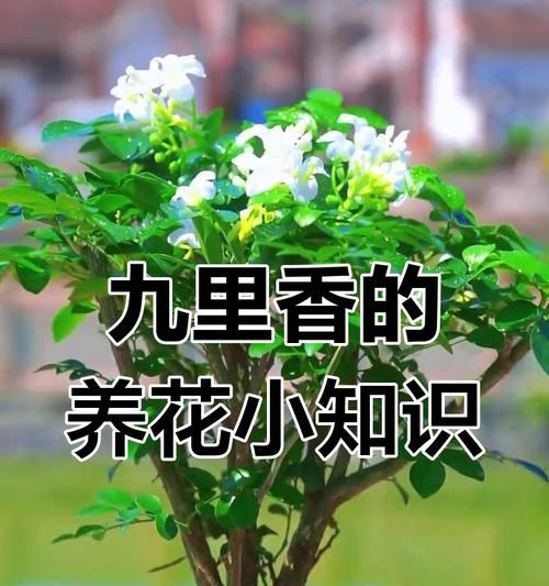 九里香开花季节及开花频率剖析（探寻九里香花的生长特点和美丽之处）