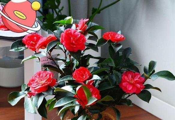 寒冬中的花卉盛宴（15种好养的冬季花卉推荐）