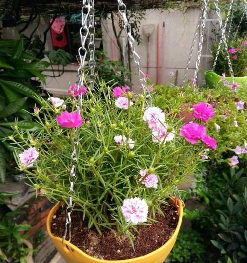寒冬中的花卉盛宴（15种好养的冬季花卉推荐）