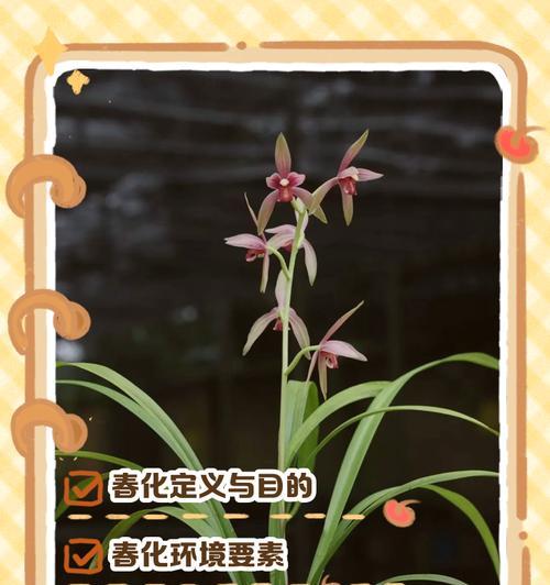 兰花的低温耐性研究（探究兰花适宜生长的温度范围及其适应机制）