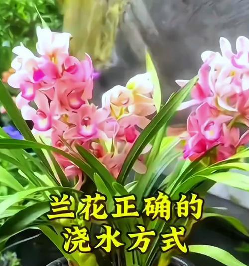 兰花的低温耐性研究（探究兰花适宜生长的温度范围及其适应机制）