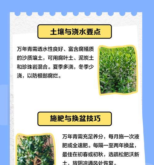 万年青树的养殖方法与注意事项（打造多肉植物花园，从万年青开始）