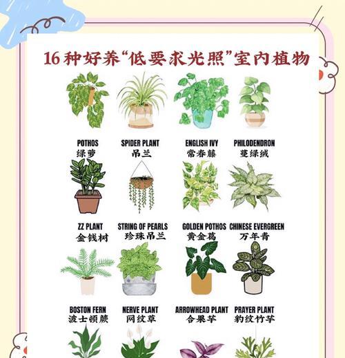 万年青树的养殖方法与注意事项（打造多肉植物花园，从万年青开始）