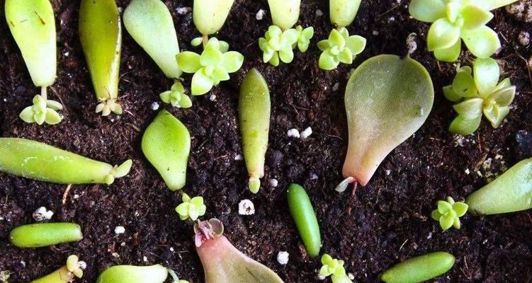 多肉发芽全过程（了解多肉植物发芽的技巧和要点）