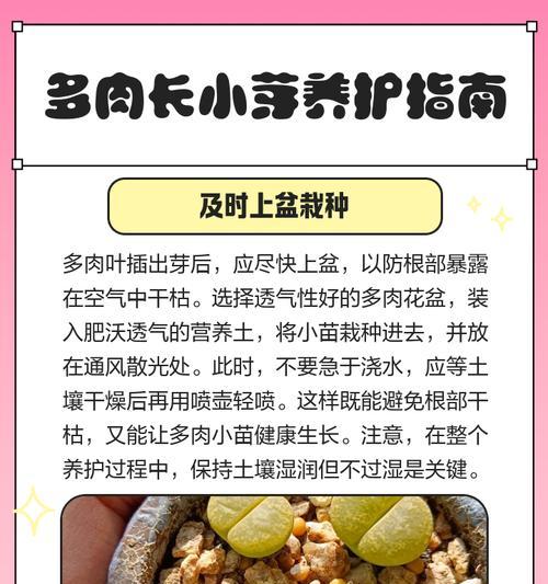 多肉发芽全过程（了解多肉植物发芽的技巧和要点）