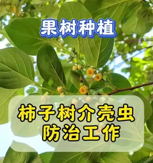 如何防治柿子树病虫害（从栽培管理到化学防治，全方位保护果树生长）