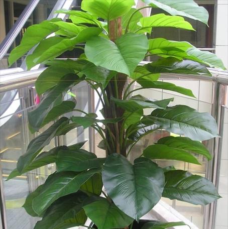 客厅门口适合放什么植物？（打造舒适空间，从植物开始）