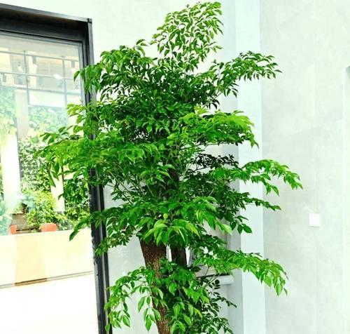 客厅门口适合放什么植物？（打造舒适空间，从植物开始）