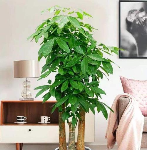 客厅门口适合放什么植物？（打造舒适空间，从植物开始）