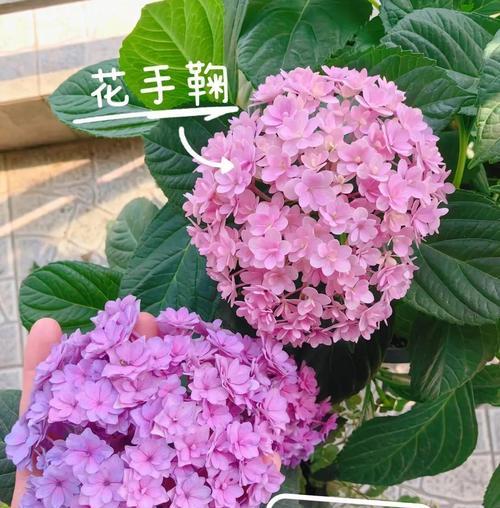 如何养护好绣球插花？（绣球插花养护的技巧和方法）