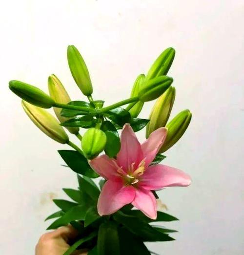 亚百合到底有没有香味？（揭开亚百合香气之谜，科学解析真相）