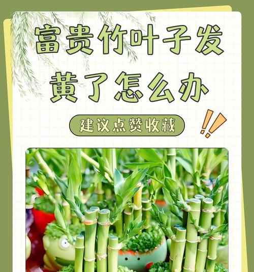 富贵竹烂根的处理方法（如何修剪、移植和养护富贵竹）