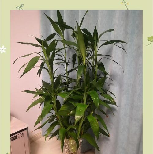 富贵竹烂根的处理方法（如何修剪、移植和养护富贵竹）