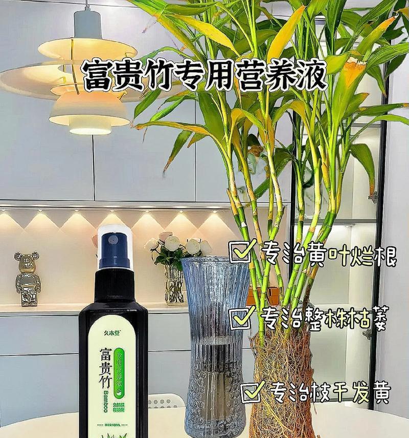富贵竹烂根的处理方法（如何修剪、移植和养护富贵竹）
