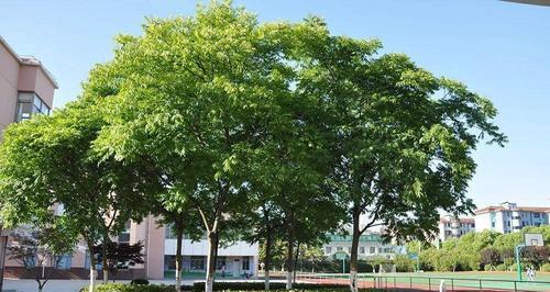 校园里的绿意——珍贵的树木（探寻校园内最美的树木景观，感受大自然的魅力）