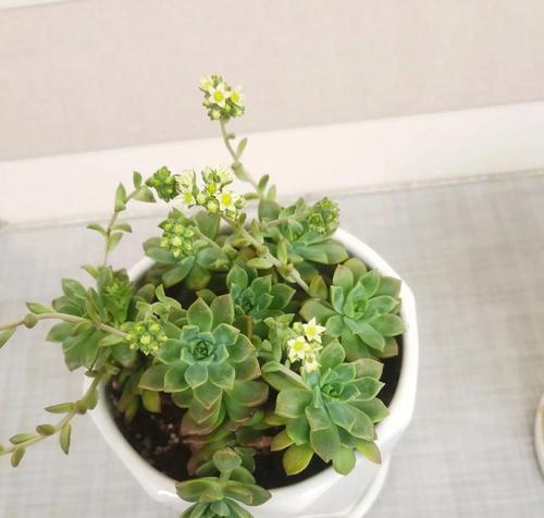 多肉怎么养才能开花多（15个技巧帮你成功种植多肉）
