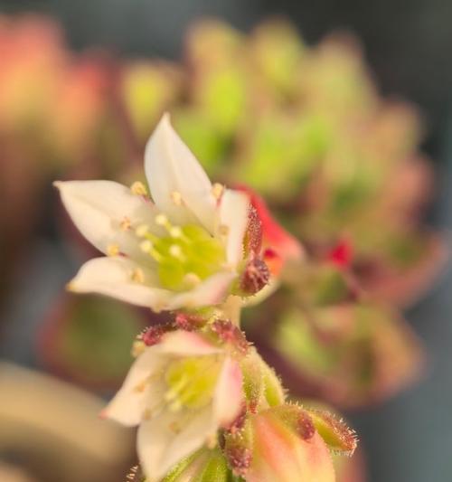多肉怎么养才能开花多（15个技巧帮你成功种植多肉）