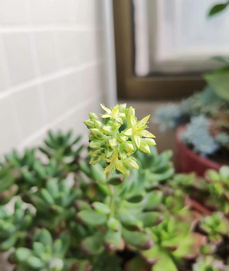 多肉怎么养才能开花多（15个技巧帮你成功种植多肉）