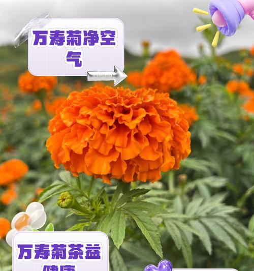 万寿菊种子的最佳播种时间（如何确定最佳播种时间以及注意事项）
