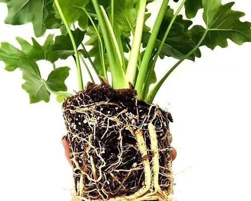 室内喜阴耐寒植物花卉：打造健康舒适的室内环境