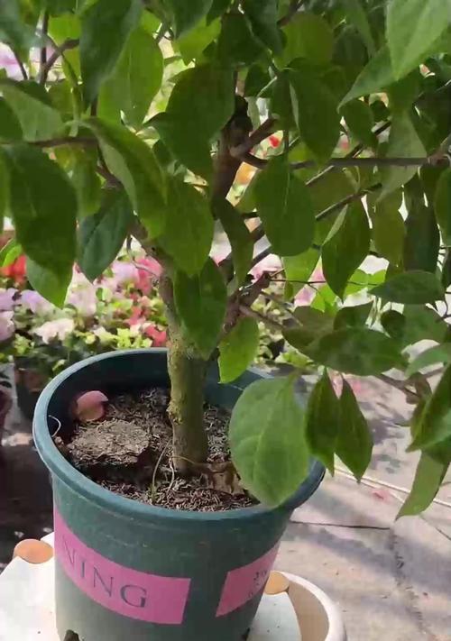 如何防治树叶长虫子（掌握这些方法让您的植物不再受到威胁）