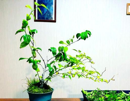 盆栽腊梅——土壤配比与种植技巧（了解适宜腊梅生长的土壤和种植技巧，让你打造美丽的盆栽。）