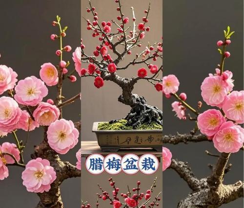 盆栽腊梅——土壤配比与种植技巧（了解适宜腊梅生长的土壤和种植技巧，让你打造美丽的盆栽。）