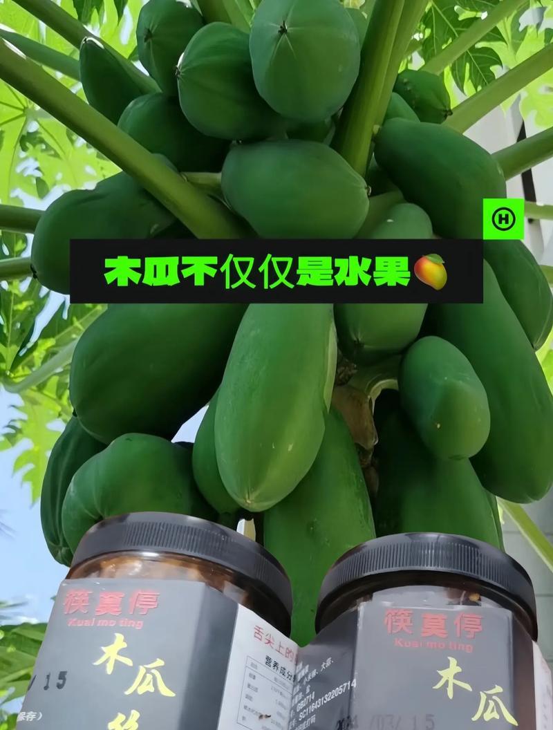 木瓜树的根系为何如此发达？（解密木瓜树根系的奥秘）