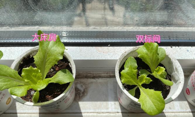 生菜的生长环境与种植条件（培育健康生态的生菜，助力绿色种植产业）
