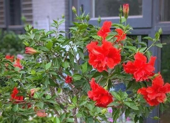 扶桑花修剪指南（详解扶桑花修剪步骤，让花儿美丽茁壮）