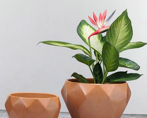 瓷盆种植指南（打造别样花园的小技巧）